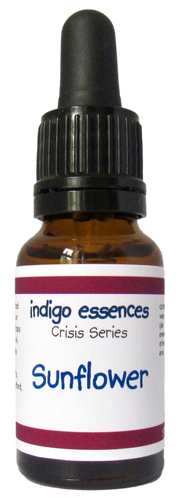 Bottle of indigo essences Sunflower essence on a white background