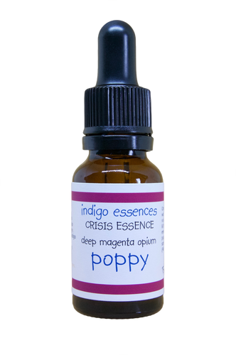 Deep Magenta Opium Poppy - Bringer of Peace